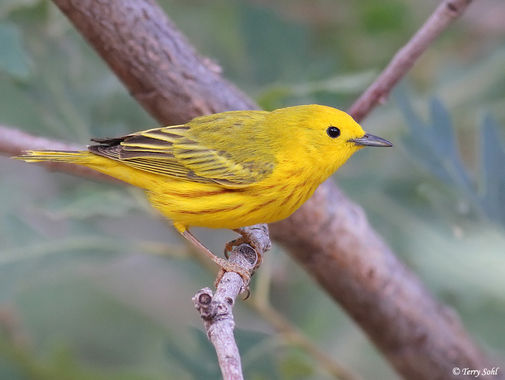 Yellow Warbler South Dakota Birds and Birding