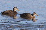 American Black Duck 1 - Anas rubripes