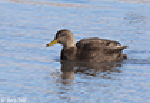 American Black Duck 3 - Anas rubripes