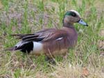 American Wigeon - Anas americana
