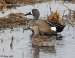Blue-winged Teal 12 - Spatula discors