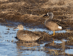 Blue-winged Teal 17 - Spatula discors