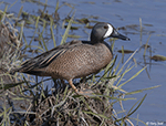 Blue-winged Teal 20 - Spatula discors