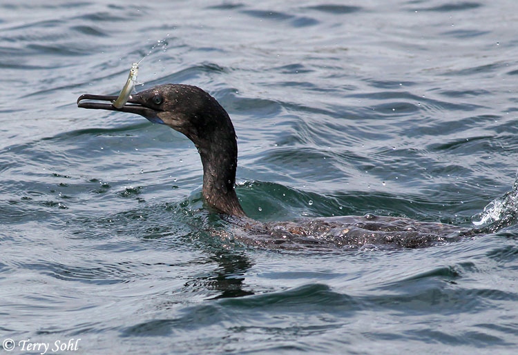 Brandt's Cormorant Photo Photograph Picture