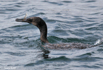 Brandt's Cormorant - Phalacrocorax penicillatus