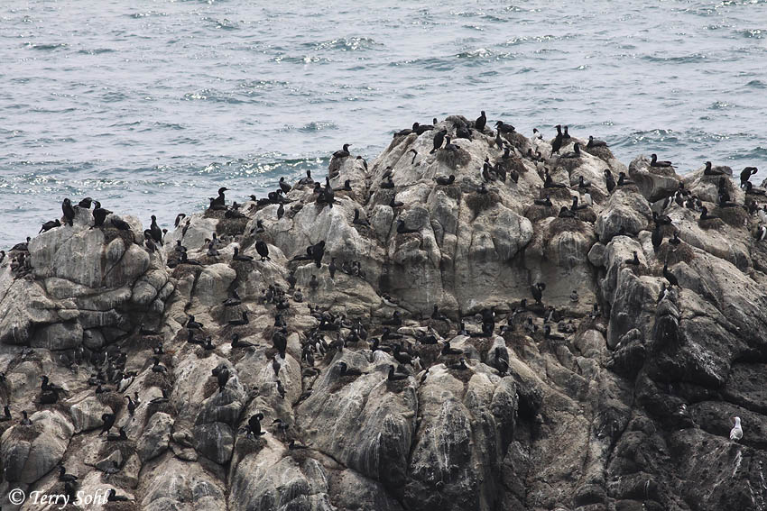 Brandt's Cormorant - Phalacrocorax penicillatus