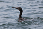 Brandt's Cormorant - Phalacrocorax penicillatus