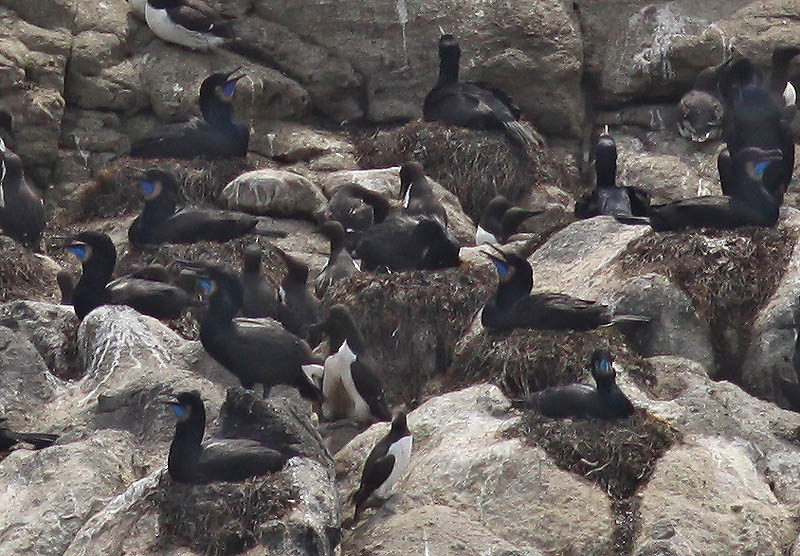 Brandt's Cormorant - Phalacrocorax penicillatus