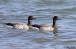 Brant - Branta bernicla