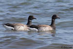 Brant - Branta bernicla