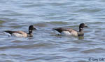 Brant - Branta bernicla