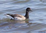 Brant - Branta bernicla