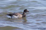 Brant - Branta bernicla
