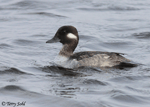 Bufflehead 12 - Bucephala albeola