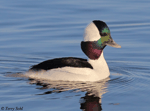Bufflehead 13 - Bucephala albeola