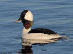 Bufflehead 14 - Bucephala albeola