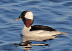 Bufflehead 15 - Bucephala albeola