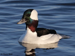 Bufflehead 16 - Bucephala albeola