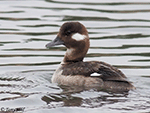 Bufflehead 20 - Bucephala albeola