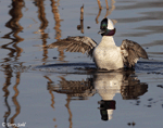 Bufflehead 2 - Bucephala albeola