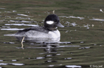 Bufflehead 3 - Bucephala albeola