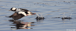 Bufflehead 5 - Bucephala albeola