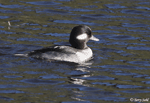 Bufflehead 7 - Bucephala albeola