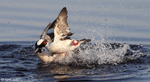 Bufflehead 8 - Bucephala albeola