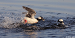 Bufflehead 9 - Bucephala albeola