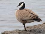 Cackling Goose - Branta hutchinsii