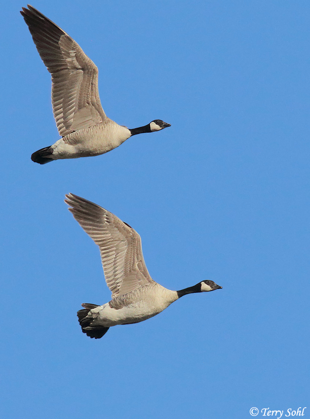 Cackling Goose (Branta hutchinsii) - Birds & Wetlands