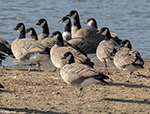 Cackling Goose 3 - Branta hutchinsii