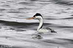 Clark's Grebe - Aechmophorus clarkii