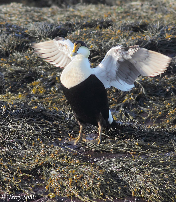 Common Eider - Somateria mollissima