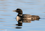 Common Loon 11 - Gavia immer