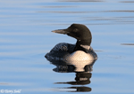 Common Loon 12 - Gavia immer