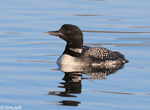Common Loon 13 - Gavia immer
