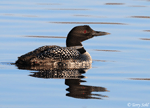 Common Loon 14 - Gavia immer