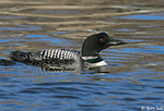 Common Loon 15 - Gavia immer