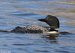 Common Loon 17 - Gavia immer