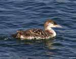Common Loon 2 - Gavia immer