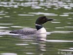 Common Loon 4 - Gavia immer