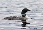 Common Loon 5 - Gavia immer