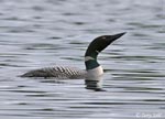 Common Loon 6 - Gavia immer