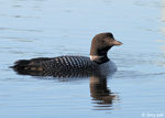 Common Loon 3 - Gavia immer