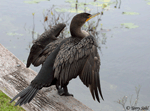 Double-crested Cormorant 10 - Phalacrocorax auritus