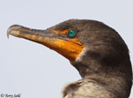 Double-crested Cormorant 12 - Phalacrocorax auritus
