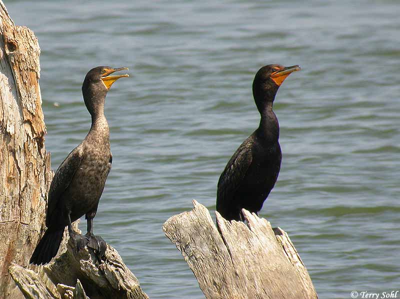 Great Cormorant Species Information and Photos