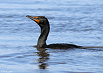 Double-crested Cormorant 20 - Phalacrocorax auritus