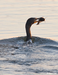 Double-crested Cormorant 7 - Phalacrocorax auritus
